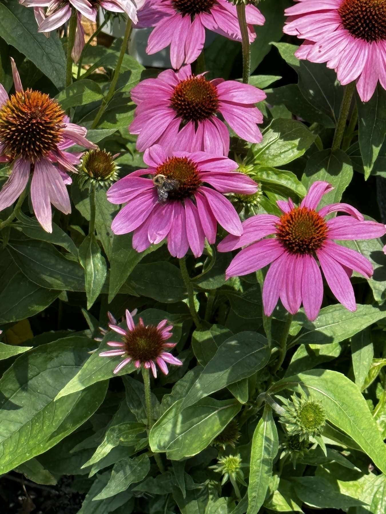 A bumble bee on a flower