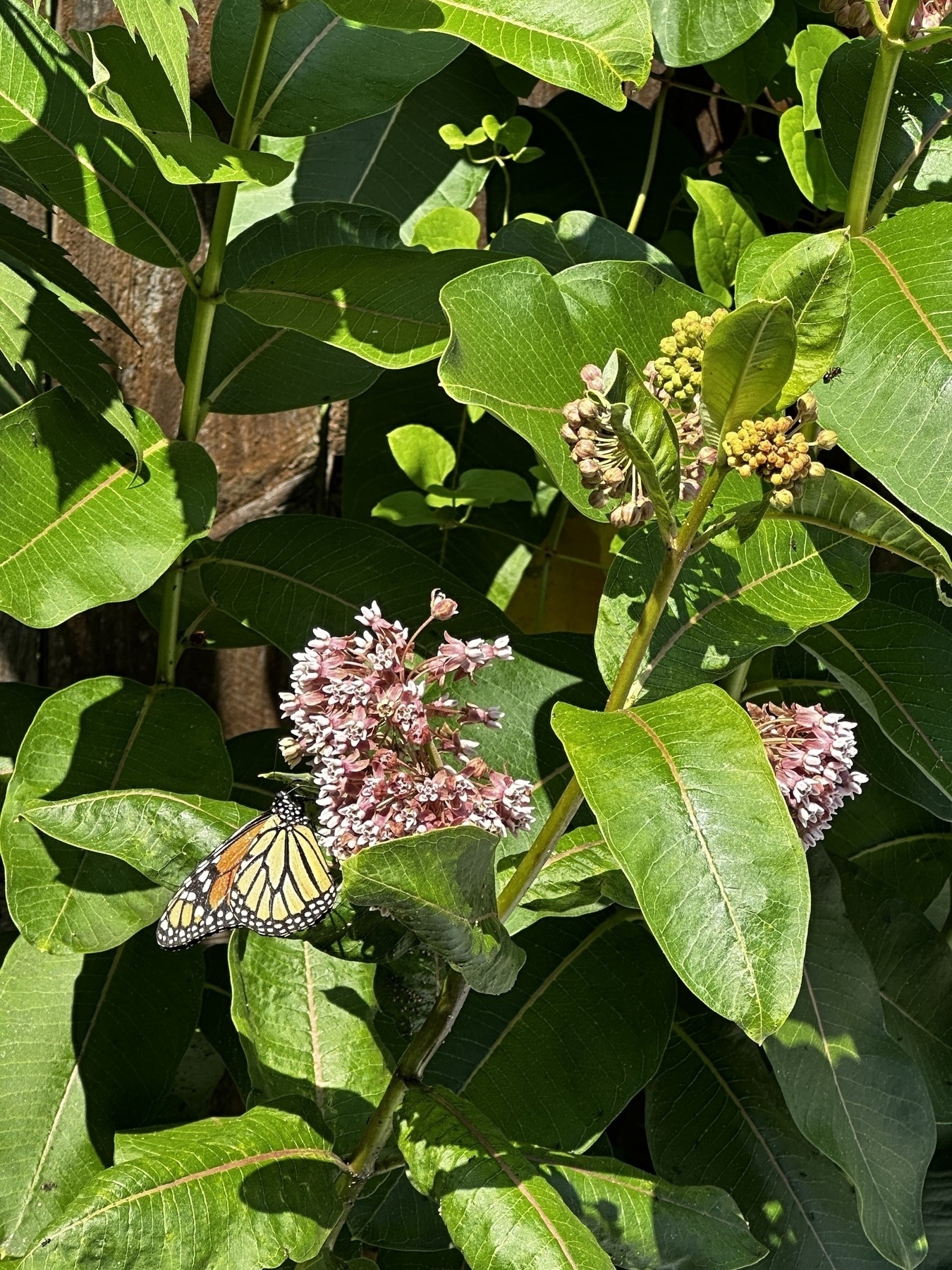 A monarch butterfly on milkweed 