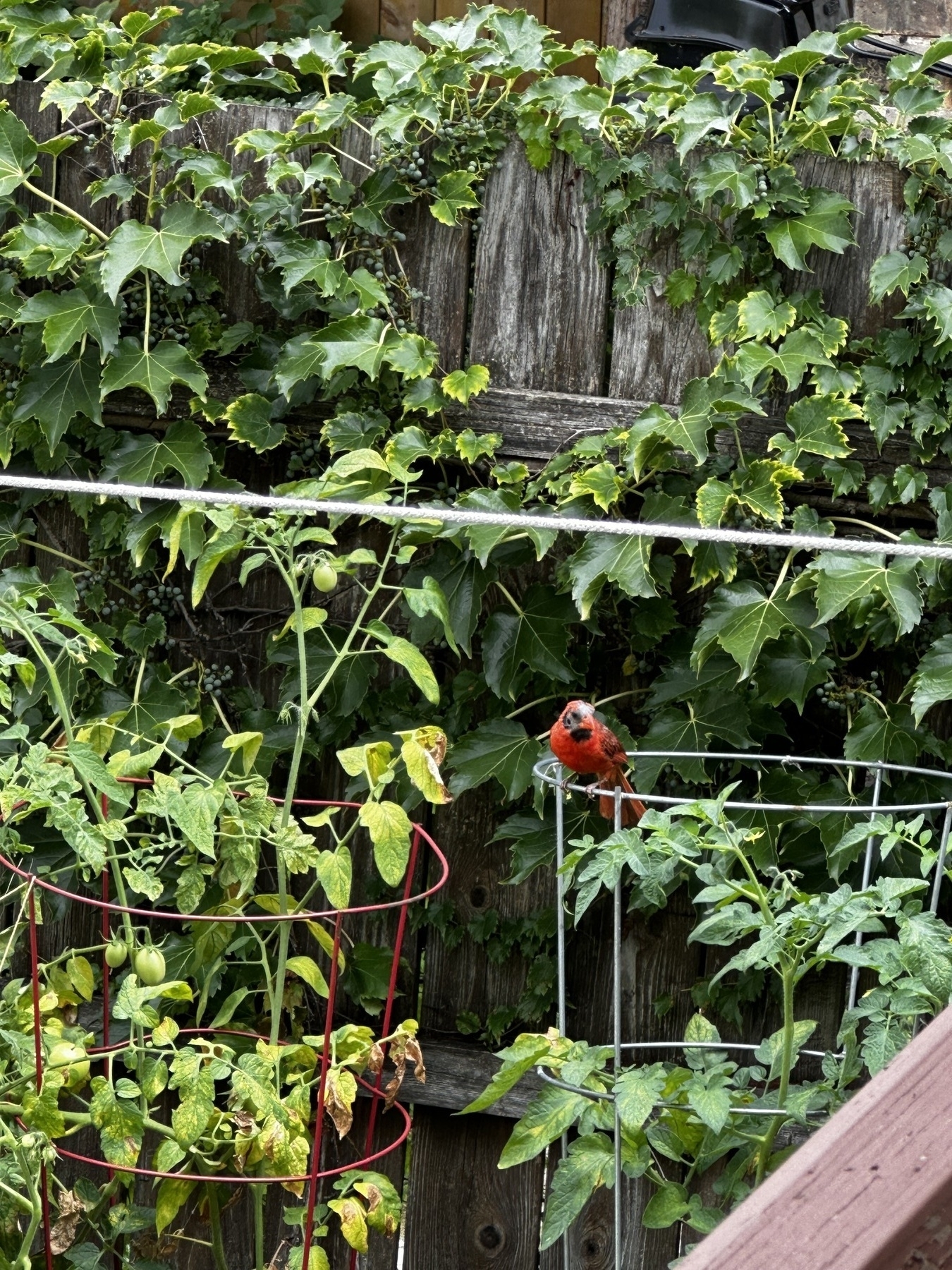 Red bird on top of a tomato cage in a garden 
