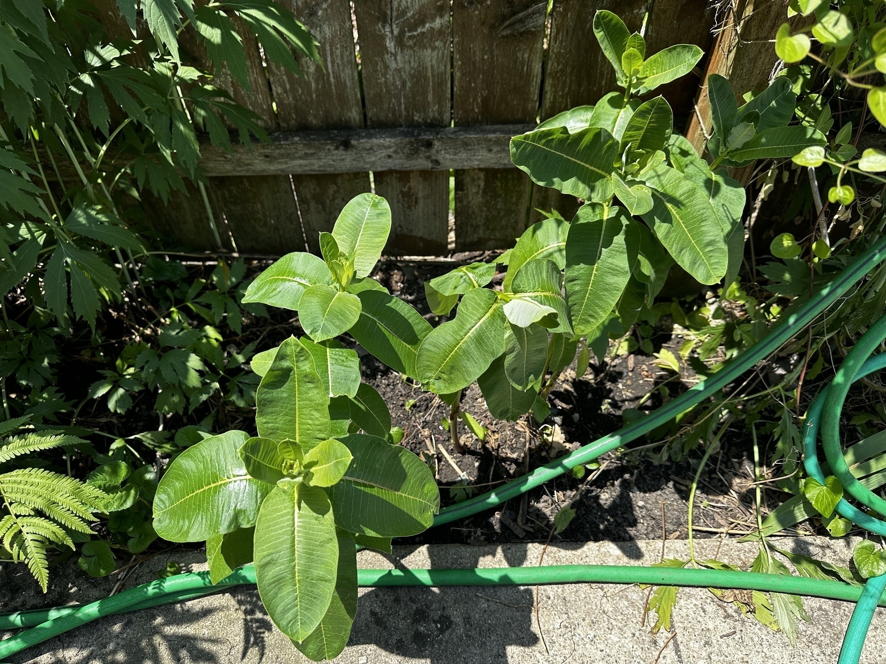 Milkweed plants in the garden by a hose 