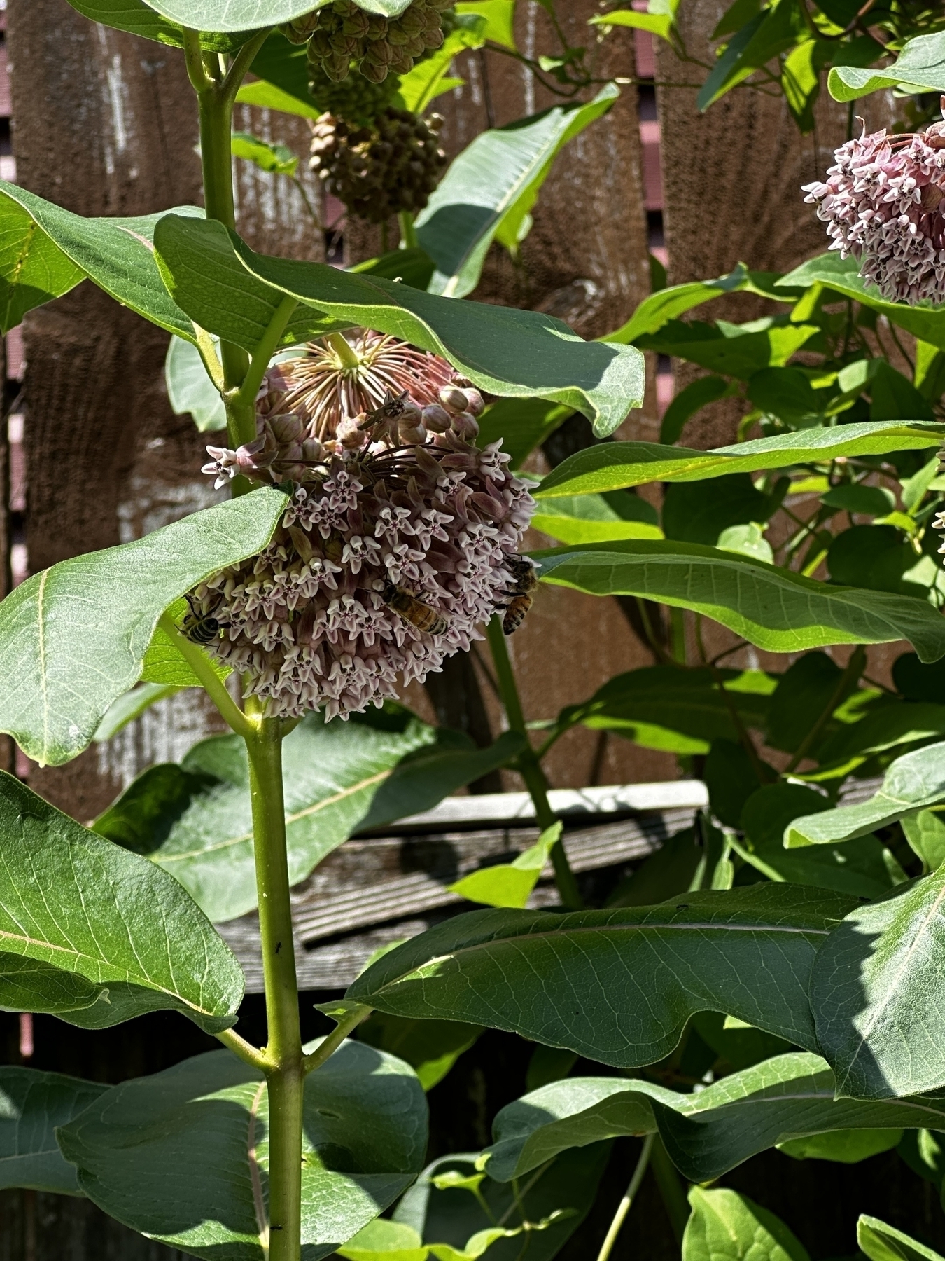 Two honeybees on milkweed