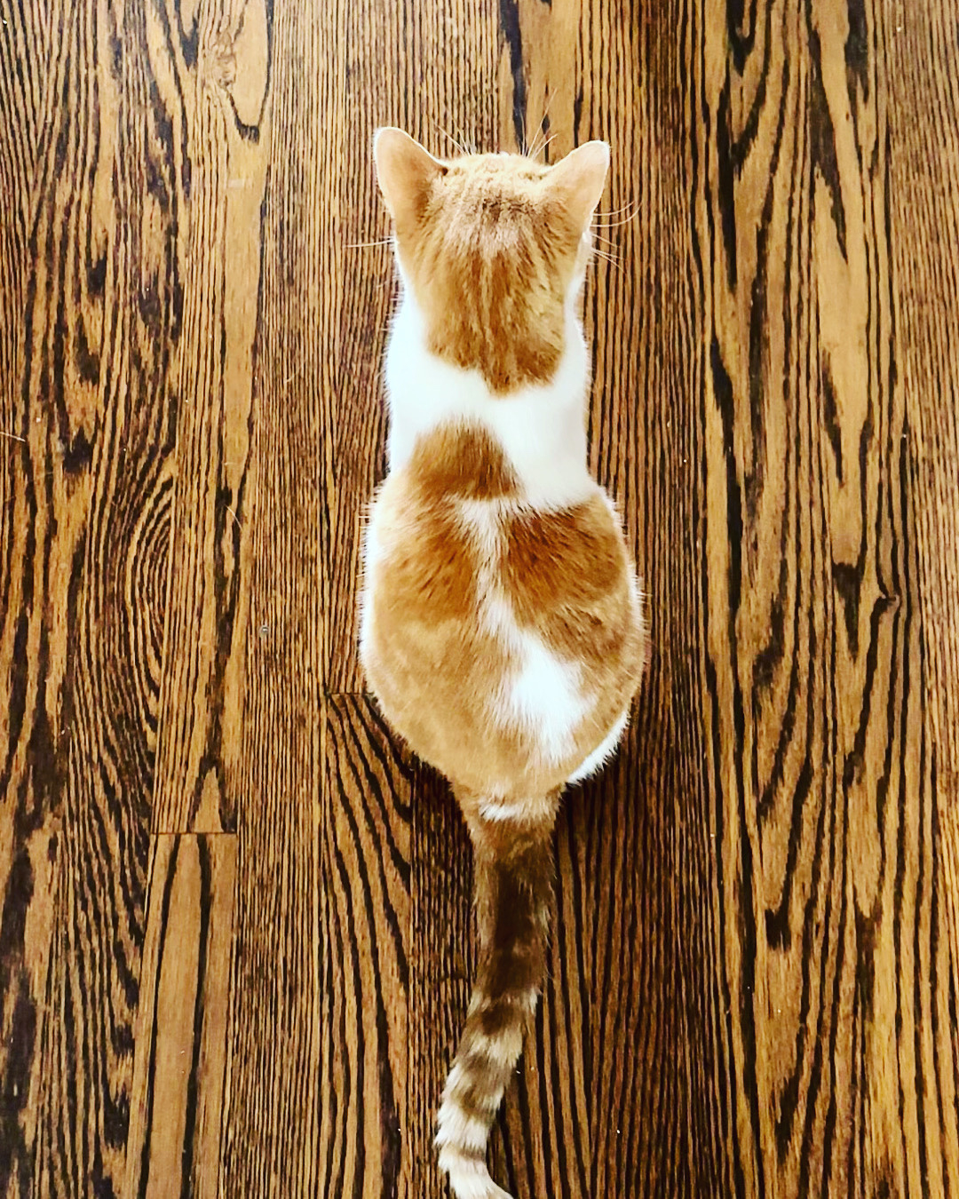 An orange and white cat against a hardwood floor 