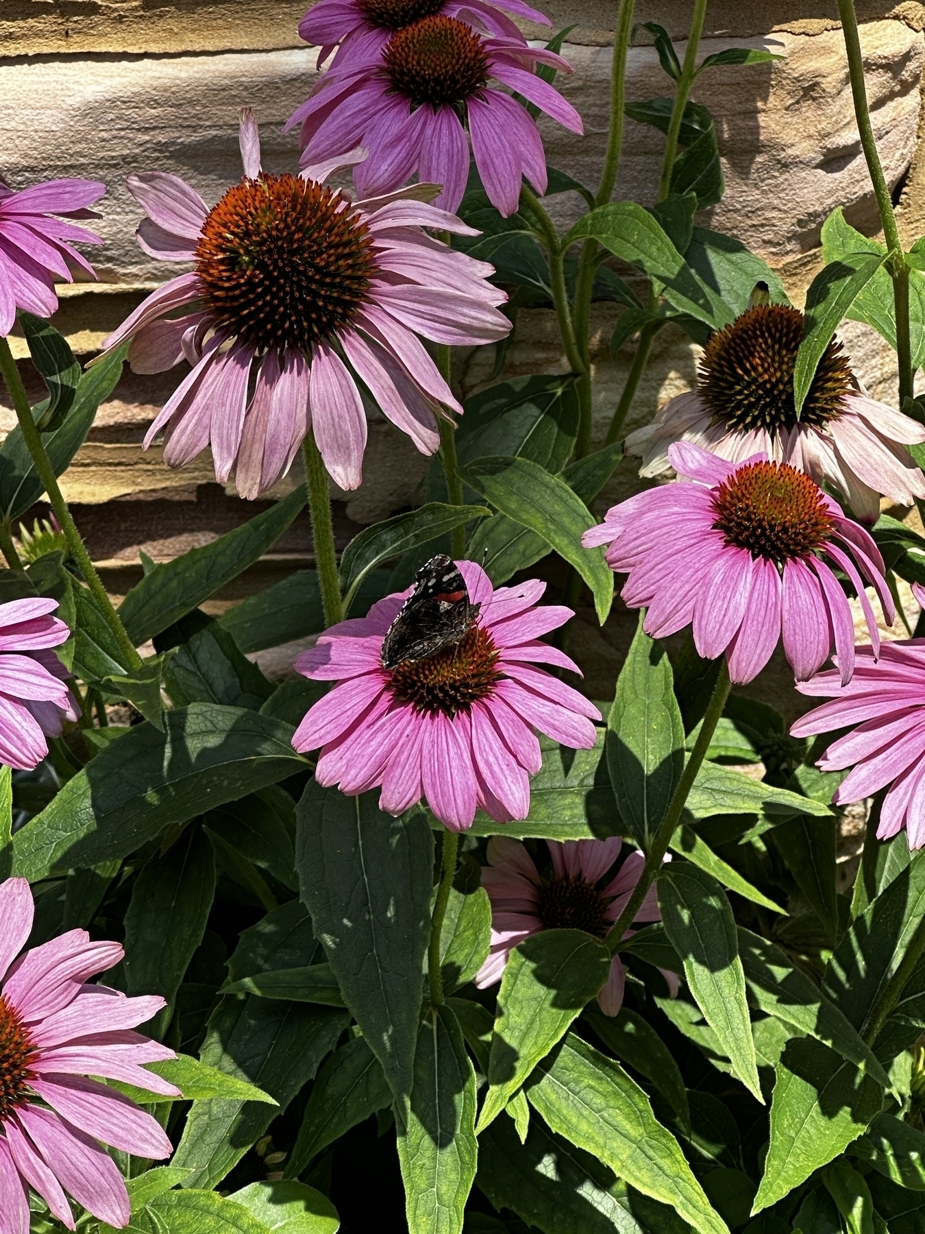 A butterfly on a flower 