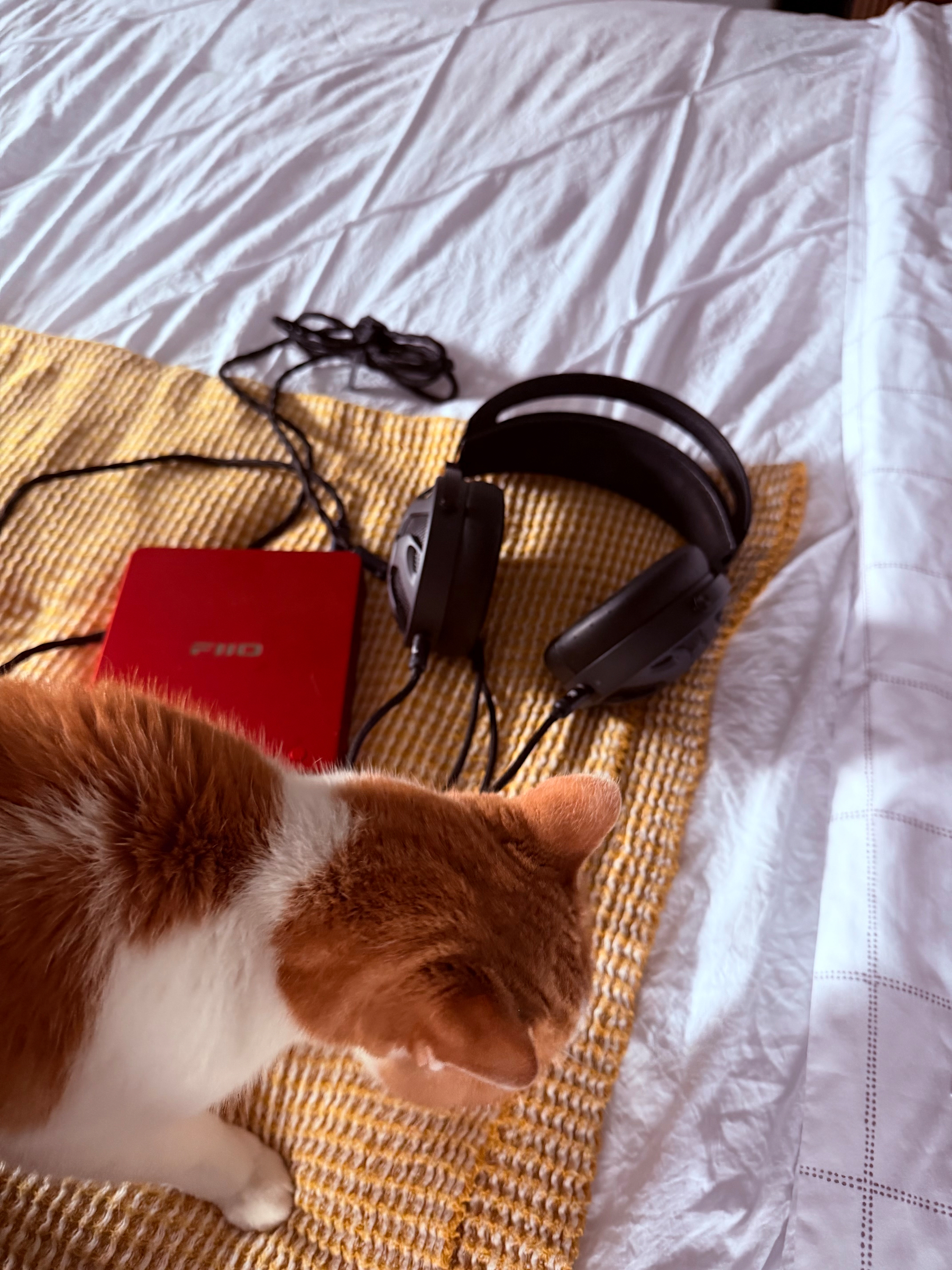Cat, blanket. Cd player, headphones